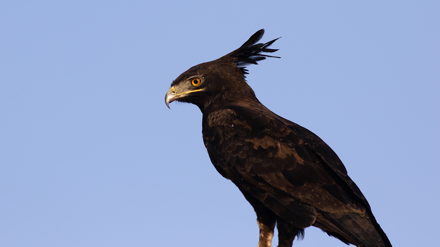Long-crested Eagle